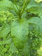 Sivun Pokeweed mosaic virus kuva