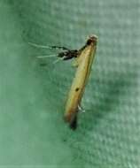 Image of Caloptilia violacella (Clemens 1860)