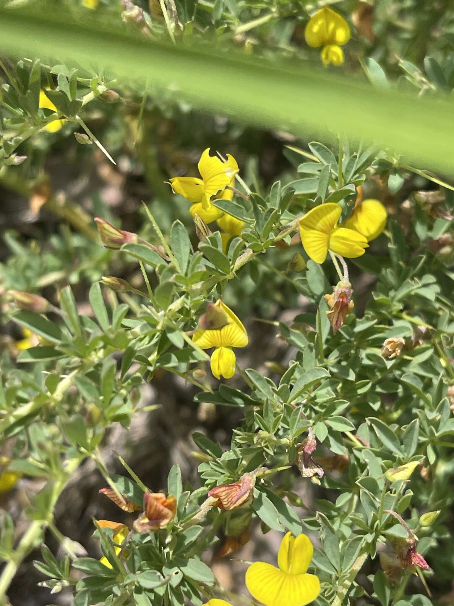 Image of Crotalaria eremicola Baker fil.