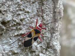 Image of Pale Red Bug