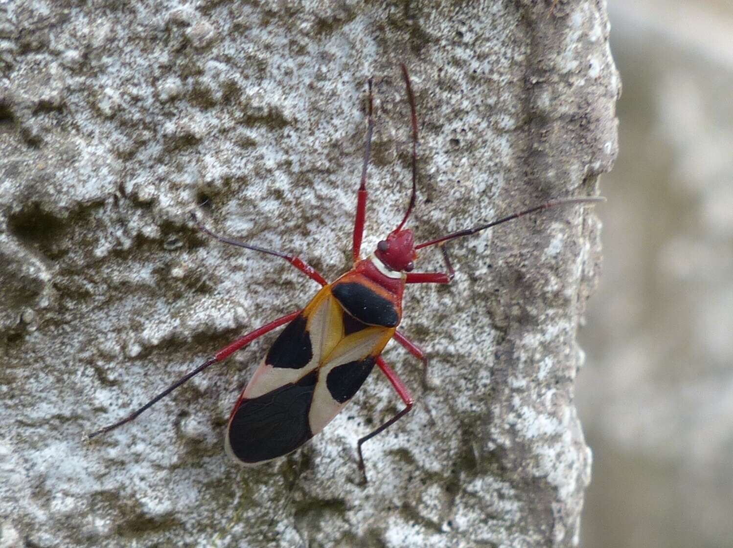 Image of Pale Red Bug