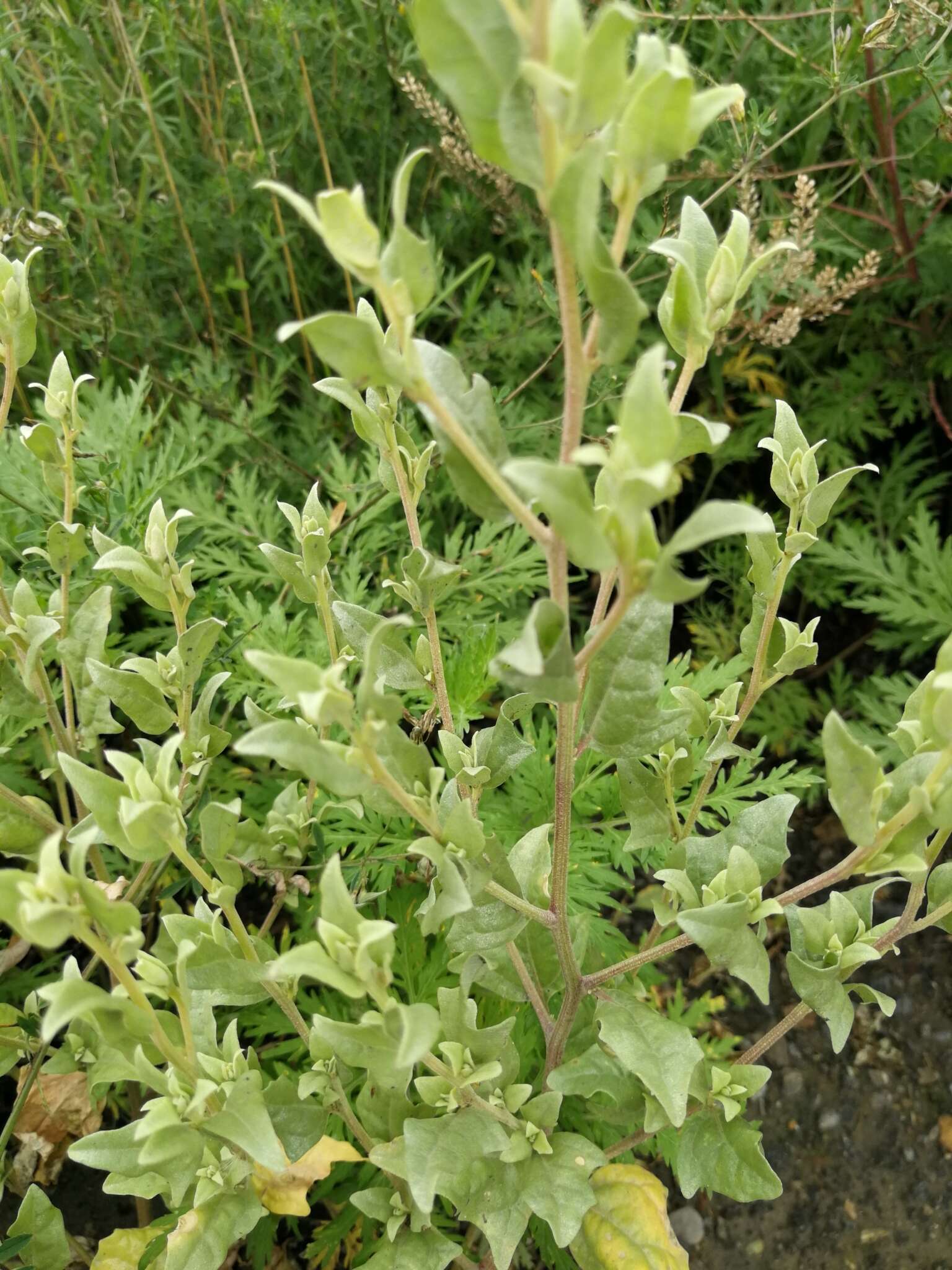 Imagem de Atriplex sibirica L.