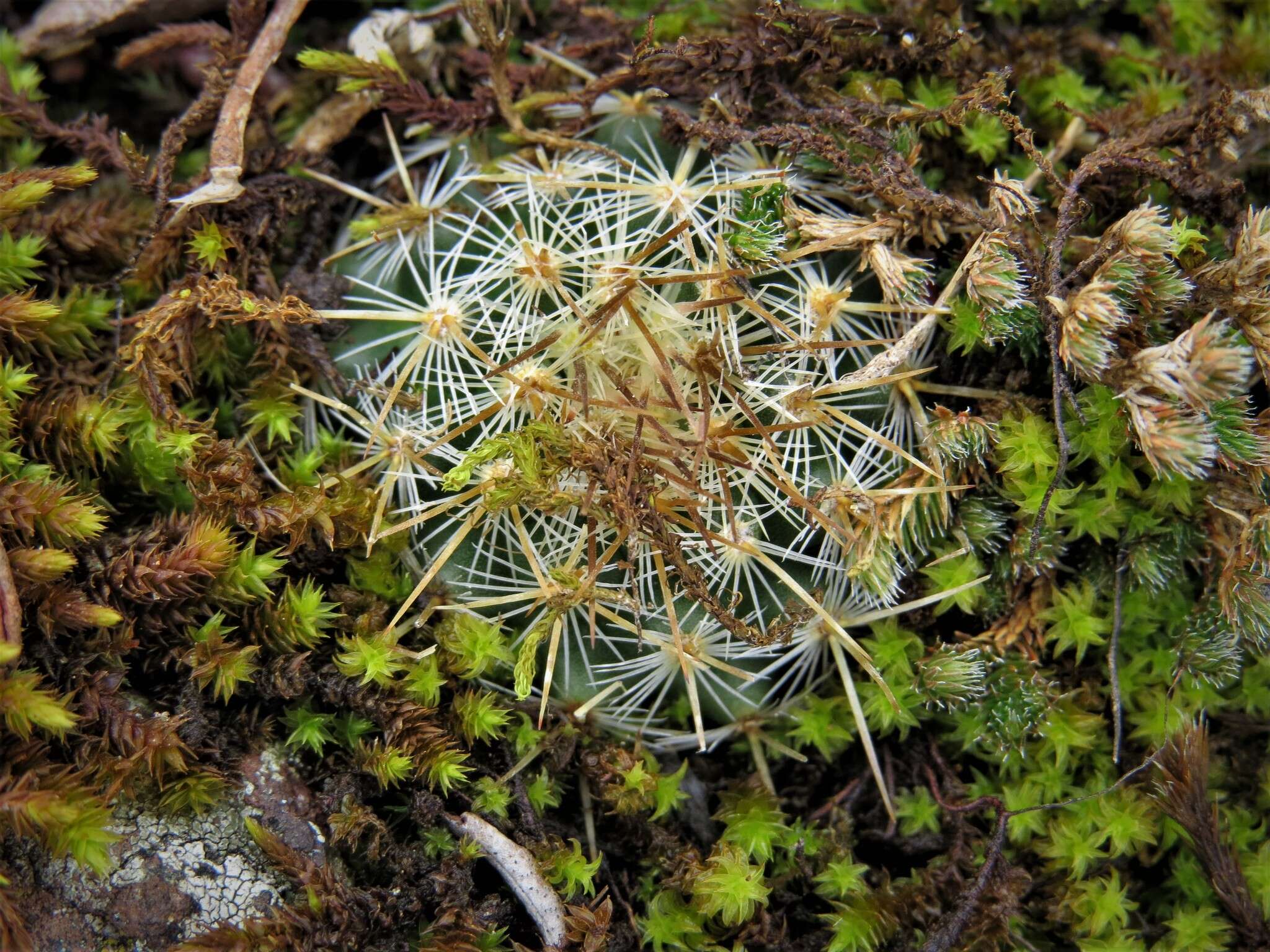 Image of Mammillaria rhodantha subsp. rhodantha