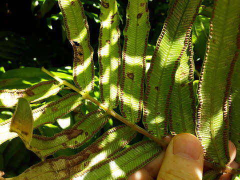 Image of Ptisana salicina (Sm.) Murdock