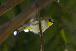 Image of Black-ringed White-eye