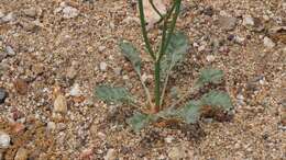 Image of slender woolly buckwheat