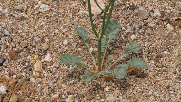 Imagem de Eriogonum gracile Benth.