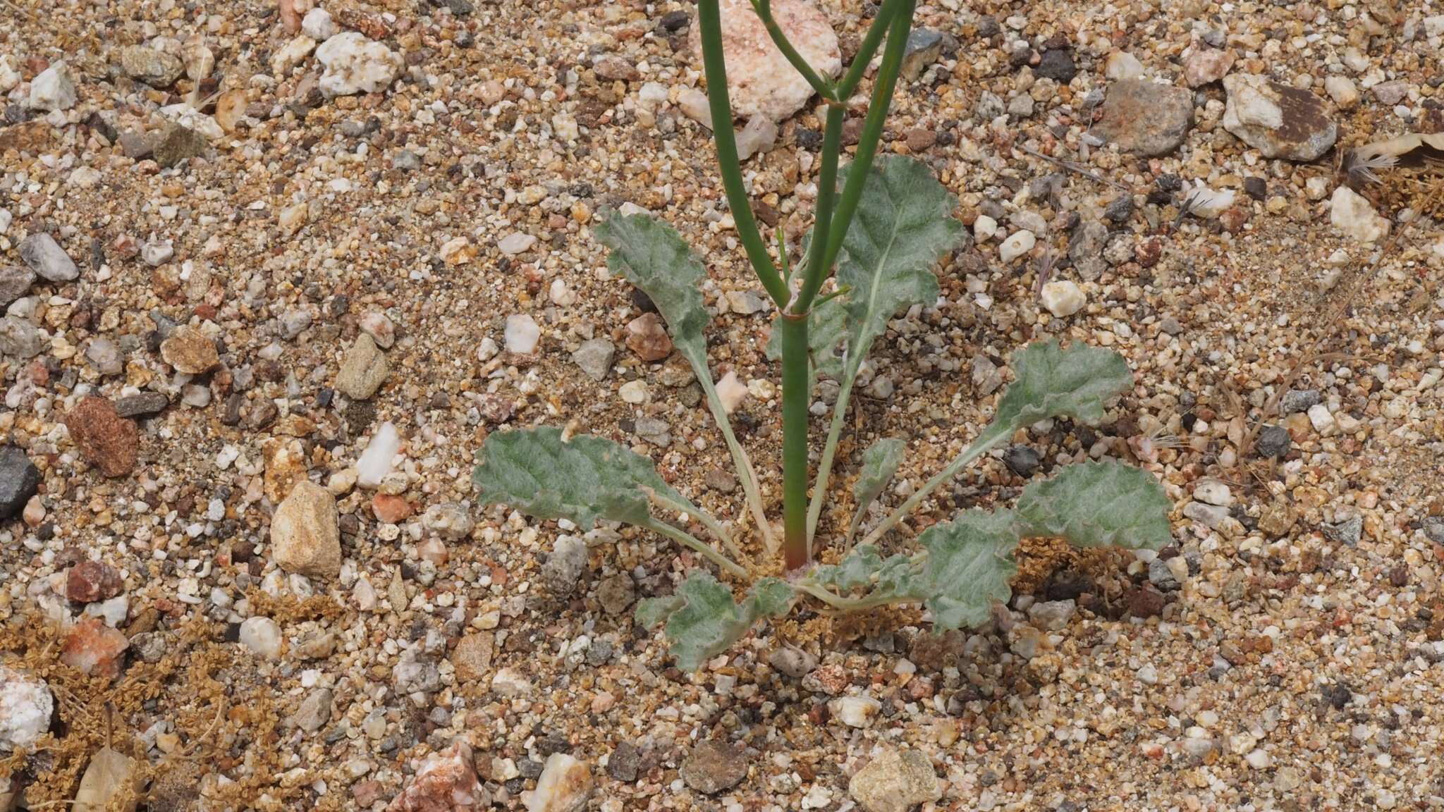 Imagem de Eriogonum gracile var. incultum J. L. Reveal