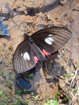 Image of Parides neophilus (Geyer 1837)