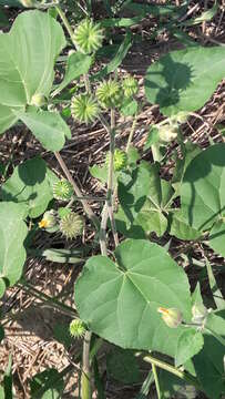 Image of Indianmallow