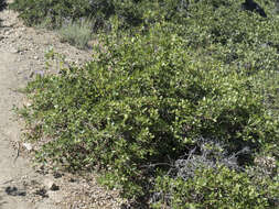 Image of Oregon white oak