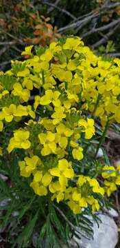 Image of Erysimum nevadense subsp. collisparsum (Jord.) P. W. Ball