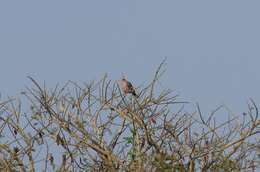 Image of Red-eyed Dove