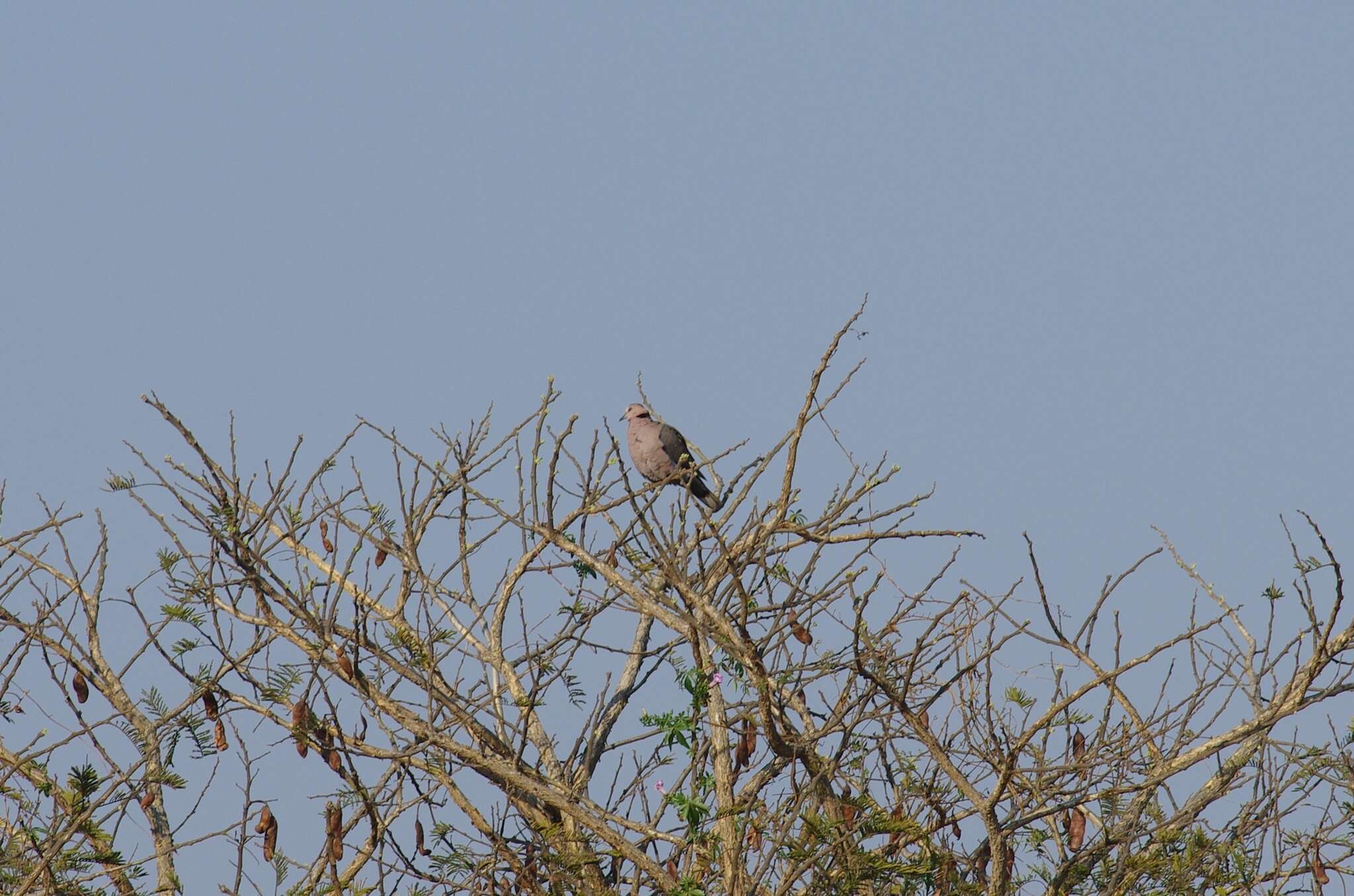 Image of Red-eyed Dove