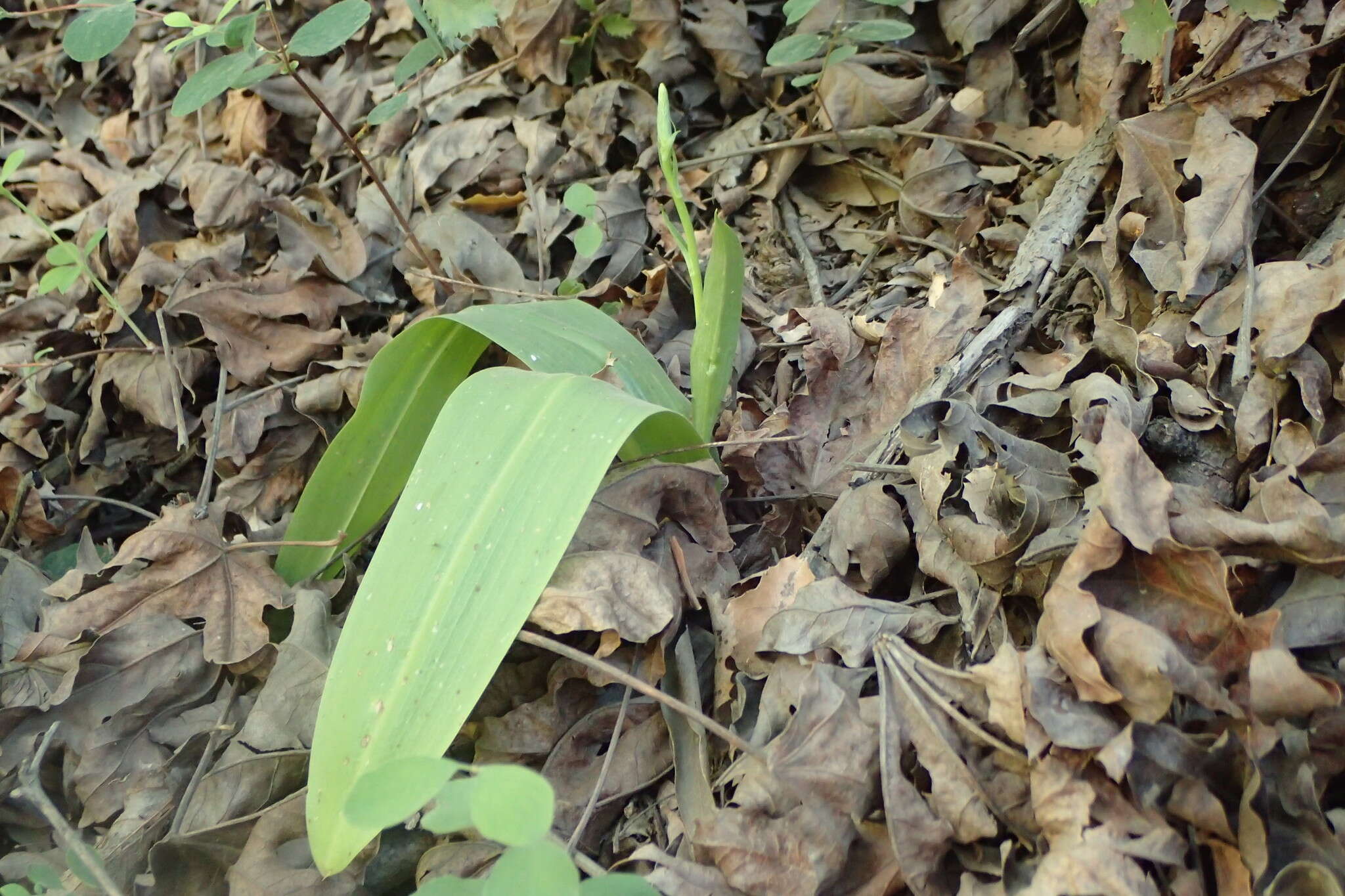 Image of Cooper's rein orchid