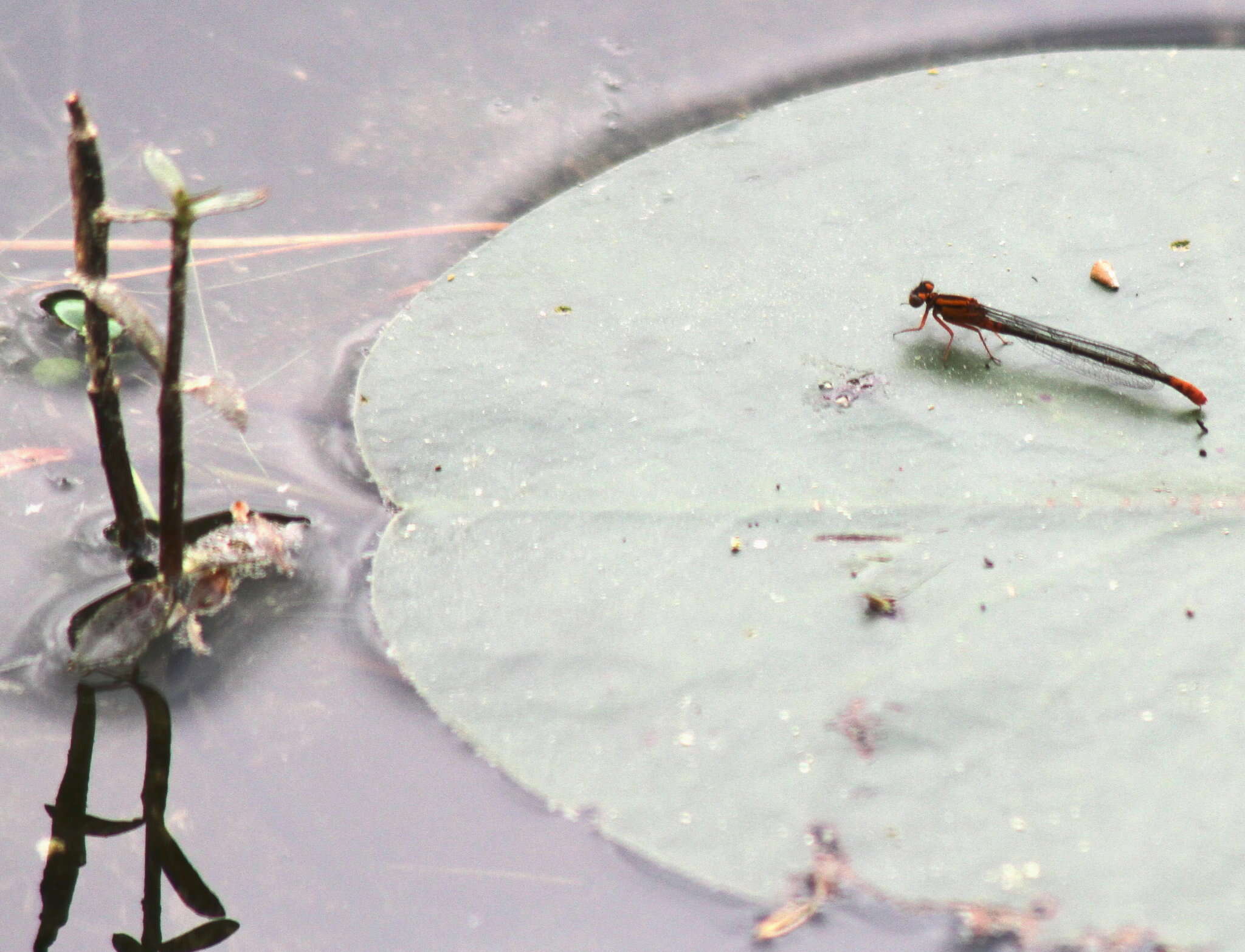 Image of Lilypad Forktail