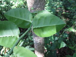 Plancia ëd Euphorbia tithymaloides L.