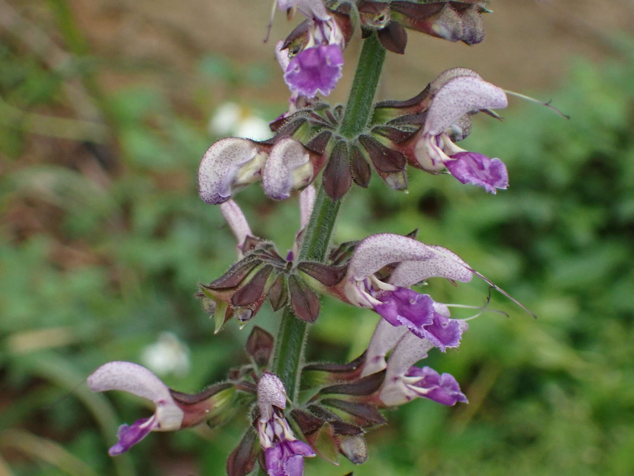 Imagem de Salvia bowleyana Dunn