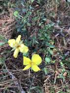 Plancia ëd Hypericum tetrapetalum Lam.