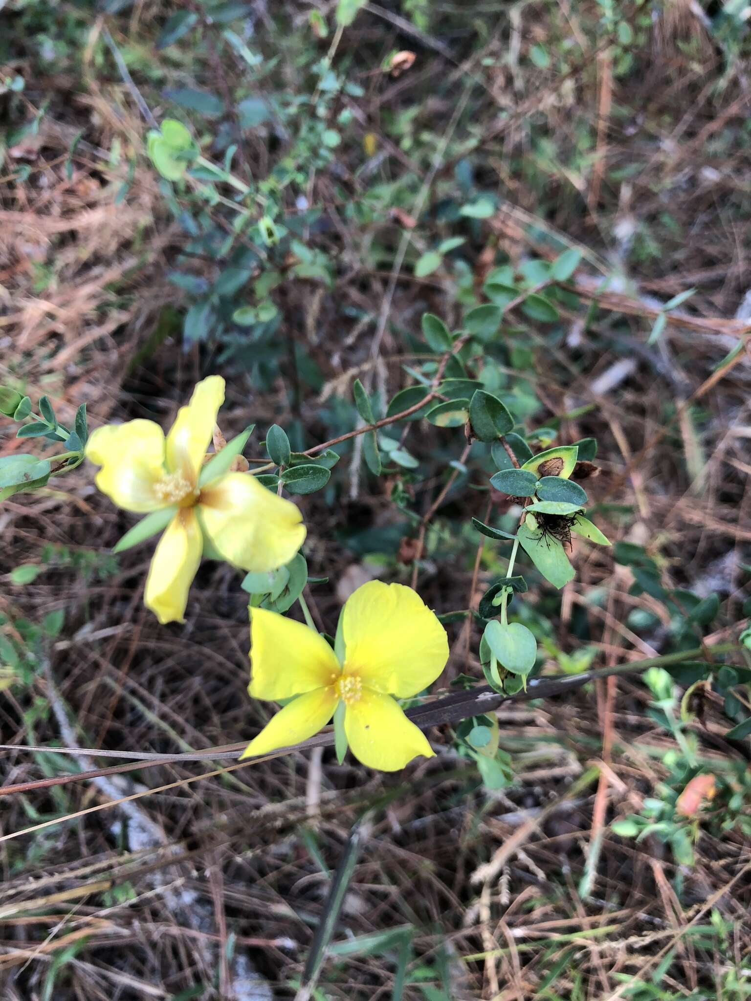 Plancia ëd Hypericum tetrapetalum Lam.