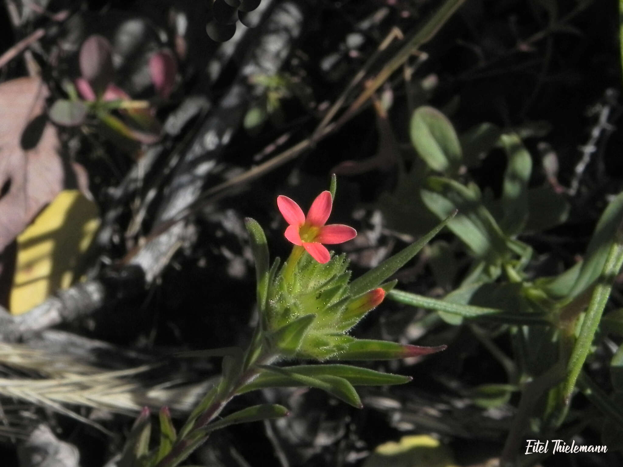 Image of Collomia biflora (Ruiz & Pav.) A. Brand