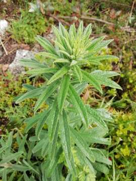 Image of Echium tuberculatum Hoffmanns. & Link