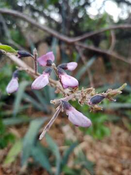 Слика од Vatairea macrocarpa (Benth.) Ducke