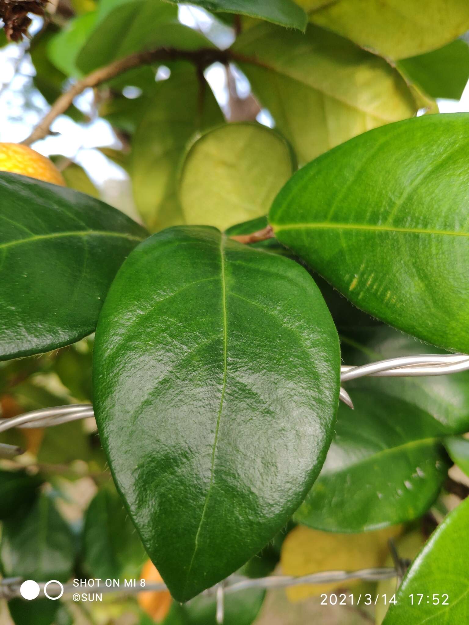 Image of Ficus punctata Thunb.