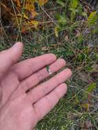 Image of littleleaf buckbrush