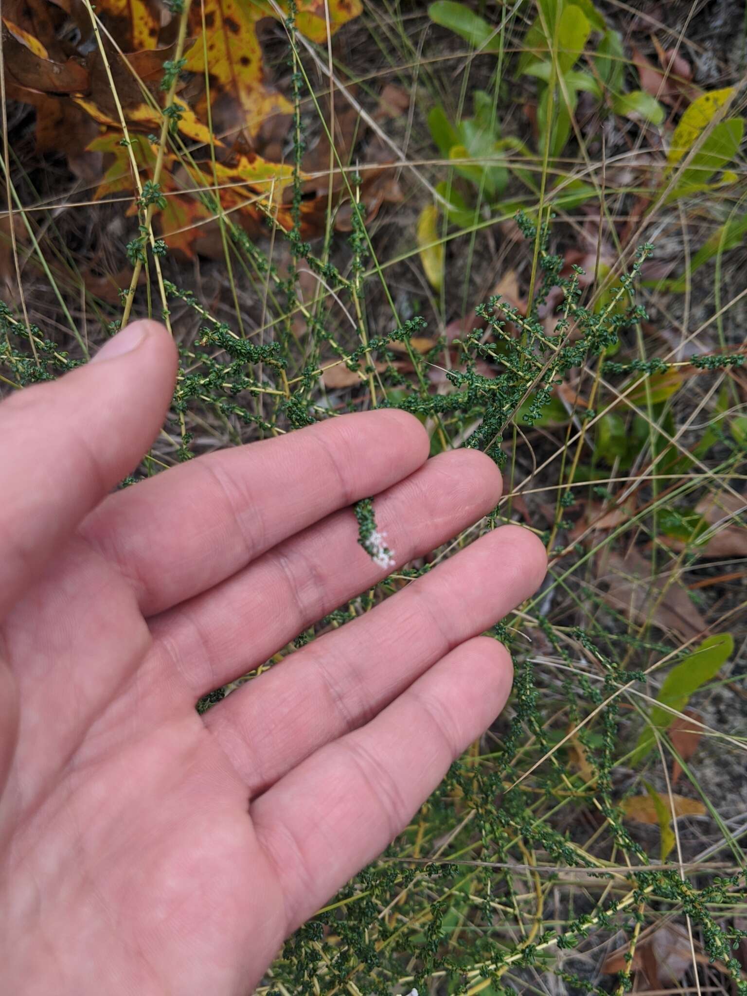 Image of littleleaf buckbrush