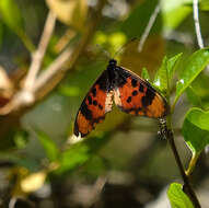 Image de Acraea acara Hewitson 1865