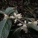 Image of Lycianthes radiata (Sendtner) Bitter