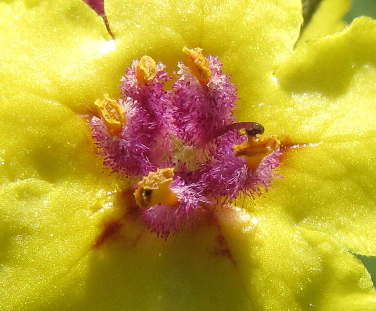 Image of nettle-leaf mullein