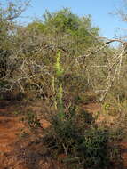 Euphorbia grandicornis Blanc resmi