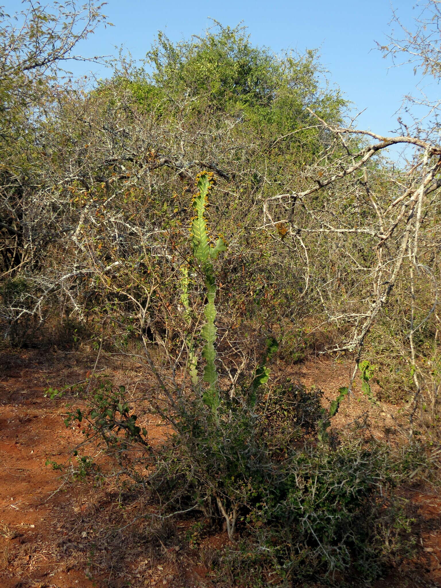 Image of Bigthorn Euphorbia