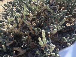 Image of Cylindropuntia anteojoensis (Pinkava) E. F. Anderson