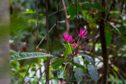 Image of Pavonia multiflora A. St.-Hil.