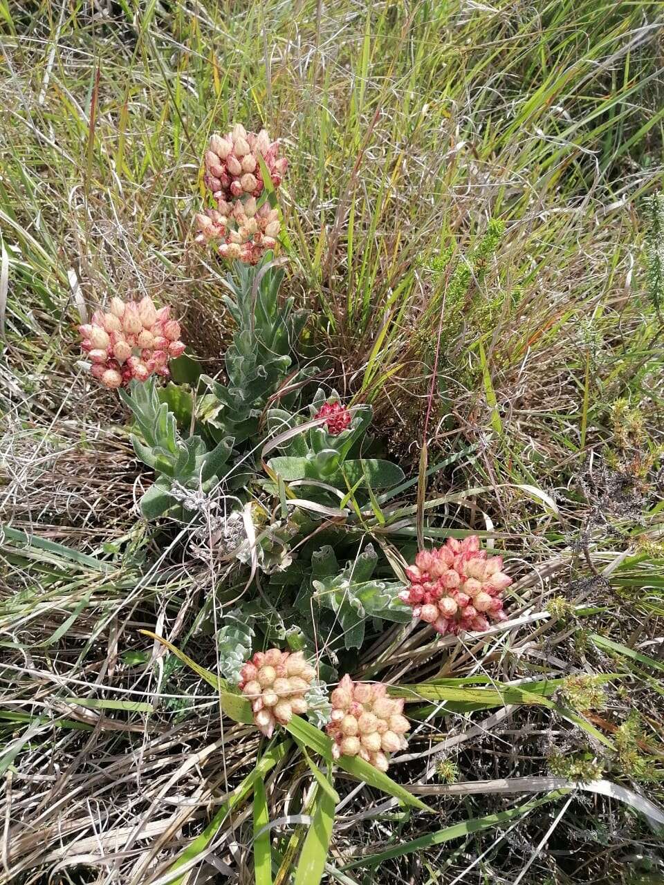 Sivun Helichrysum appendiculatum (L. fil.) Less. kuva