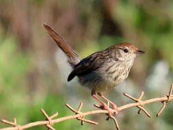 Image of Cisticola subruficapilla subruficapilla (Smith & A 1843)