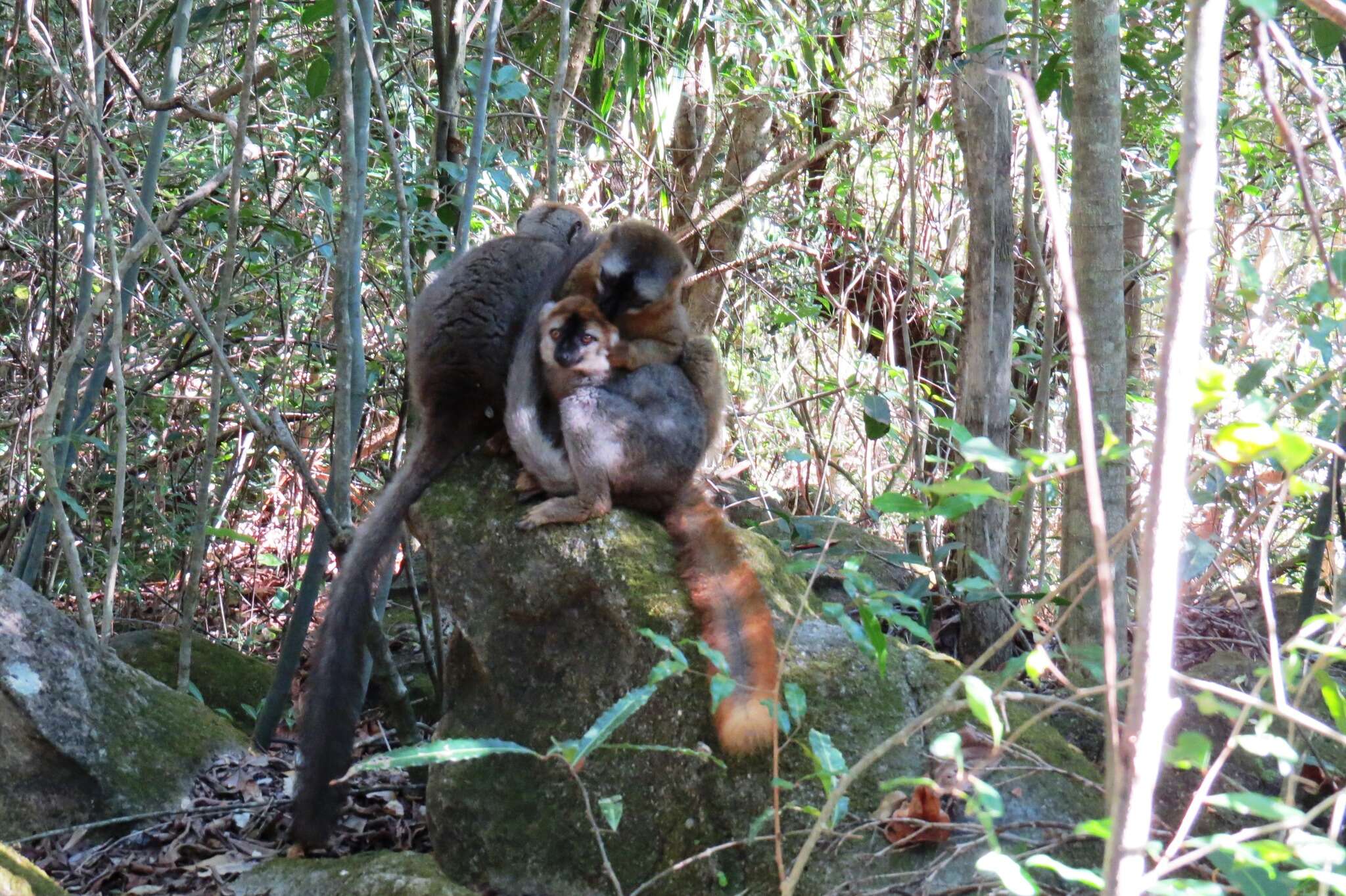 Imagem de Eulemur rufifrons (Bennett 1833)