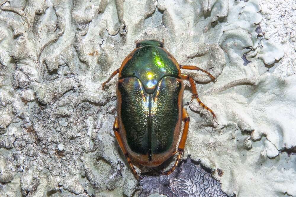 Imagem de Mycterophallus duboulayi (Thomson 1878)