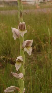 Слика од Gladiolus elliotii Baker