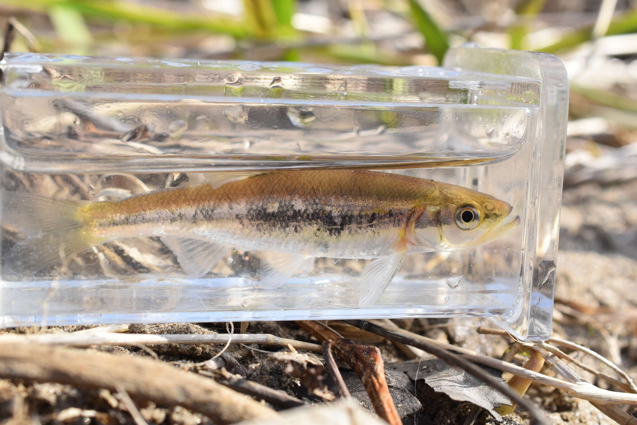 Image of Redside Dace