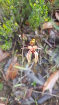 Image of Thick-lipped spider-orchid