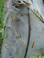 Image of Ugly-nest Caterpillar