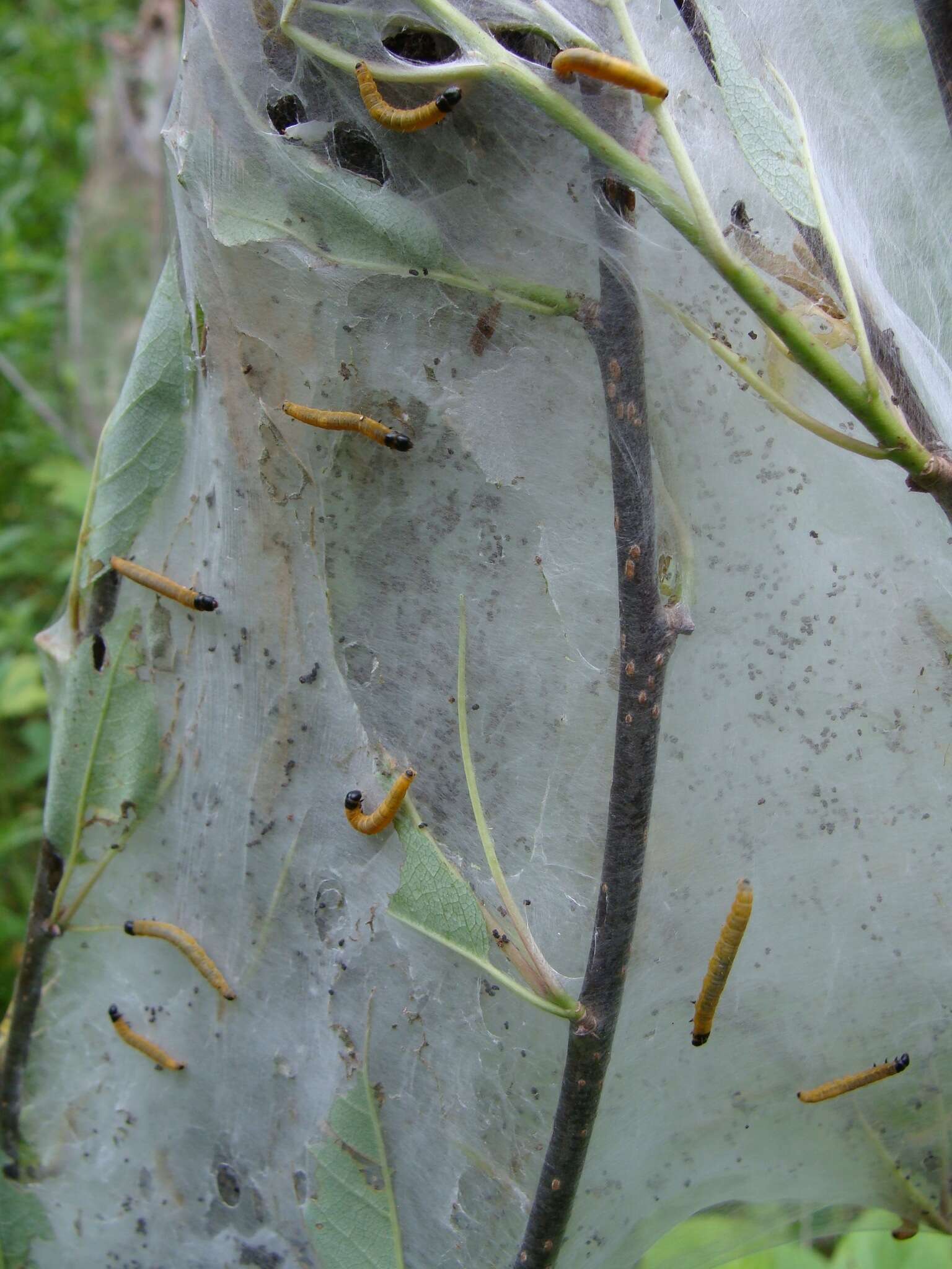 Image of Ugly-nest Caterpillar