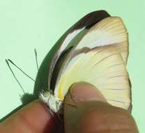 Image of <i>Itaballia demophile centralis</i>