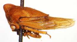 Image of Guayaquila obesa Dietrich