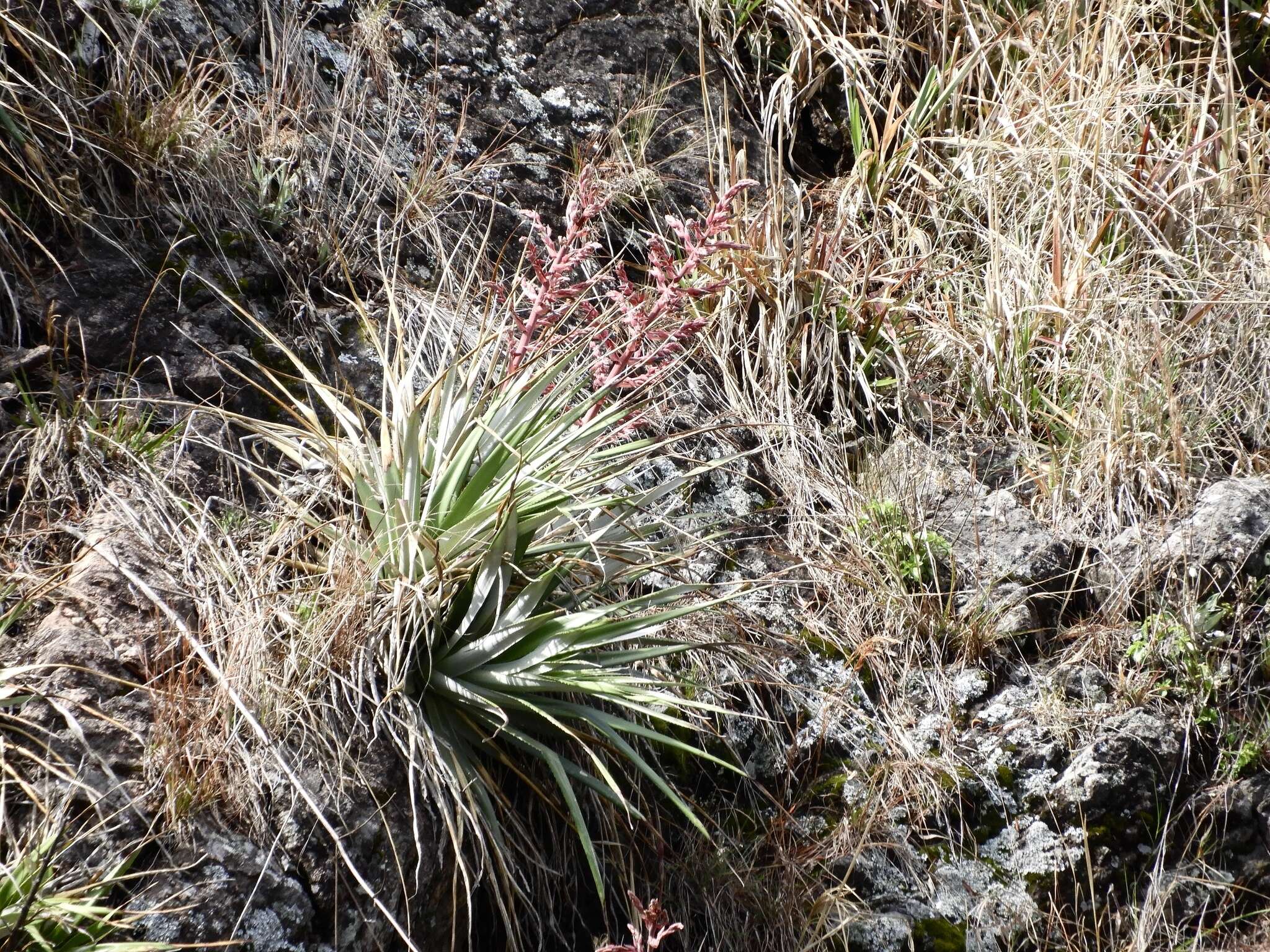 Imagem de Puya spathacea (Griseb.) Mez