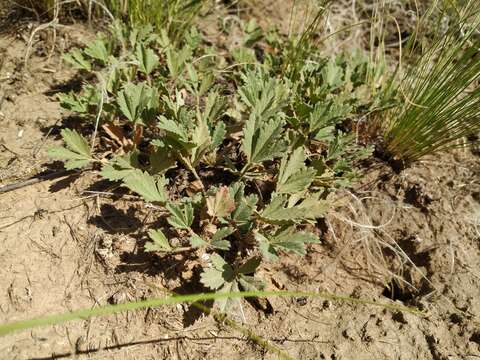 Image of Potentilla incana Gaertn. Mey. & Scherb.